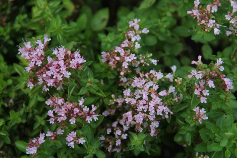 Origanum vulgare 'Compactum' Oregano bestellen